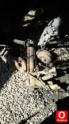 Peugeot  106 dingil GÜRBÜZ OTO  05316026861