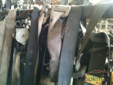 Oto Çıkma Parça / Honda / Civic / Koltuk & Döşeme / Yolcu Koltuğu / Çıkma Parça 