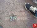 Oto Çıkma Parça / Peugeot / 206 / Kaporta & Karoser / Kaput Kilidi / Çıkma Parça 