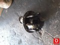 Oto Çıkma Parça / Hyundai / H100 / Defransiyel / Arka Defransiyel / Çıkma Parça 