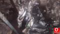 Oto Çıkma Parça / Renault / Clio / Motor / Motor (komple) / Çıkma Parça 
