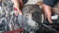 Oto Çıkma Parça / Audi / A4 / Fren / Westinghouse / Çıkma Parça 