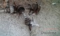 Oto Çıkma Parça / Fiat / Tempra / Alt Takım / Taşıyıcı / Çıkma Parça 