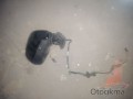 Oto Çıkma Parça / Peugeot / 3008 / Ayna / Sağ Dış Ayna / Çıkma Parça 