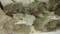 Oto Çıkma Parça / Nissan / Primera / Şanzıman / Şanzıman Komple / Çıkma Parça 