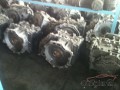 Oto Çıkma Parça / Volvo / Truck / Şanzıman / Şanzıman Komple / Çıkma Parça 