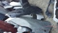 Oto Çıkma Parça / Toyota / Camry / Kaporta & Karoser / Sağ Ön Çamurluk / Çıkma Parça 