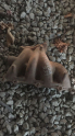 MAZDA 323 EGZOZ MANIFOLD ORGINAL CIKMA