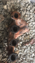 BMW E30 EGZOZ MANIFOLD ORGINAL CIKMA