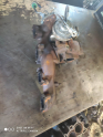 Oto Çıkma Parça / Mazda / 6 / Motor / Turbo / Çıkma Parça 