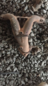 KIA SEPHIA EGZOZ MANIFOLD ORGINAL CIKMA
