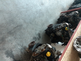 Oto Çıkma Parça / Renault / Clio / Motor / Komple Motor / Çıkma Parça 