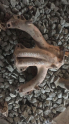 SKODA FAVORIT EGZOZ MANIFOLD ORGINAL CIKMA