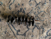 Oto Çıkma Parça / Ford / Focus / Motor / Krank / Çıkma Parça 