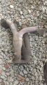 ALFA ROMEO EGZOZ MANIFOLD ORGINAL CIKMA