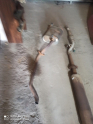 Oto Çıkma Parça / Nissan / Almera / Egzoz / Susturucu / Çıkma Parça 