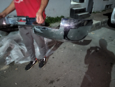 Oto Çıkma Parça / Volkswagen / Amarok / Tampon / Arka Tampon / Sıfır Parça 