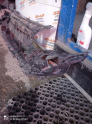 Oto Çıkma Parça / Citroen / Berlingo / Tampon / Orta Izgara / Çıkma Parça 