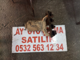 Oto Çıkma Parça / Opel / Vectra / Egzoz / Egzoz Manifoldu / Çıkma Parça 