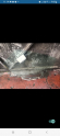 Oto Çıkma Parça / Mazda / Lantis / Oto Cam / Arka Cam / Çıkma Parça 