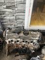 Oto Çıkma Parça / Volkswagen / Transporter / Motor / Motor (komple) / Çıkma Parça 