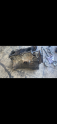 Oto Çıkma Parça / Nissan / Primera / Motor / Motor (komple) / Çıkma Parça 