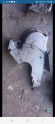 Oto Çıkma Parça / Mazda / 323 / Motor / Triger Kapağı / Çıkma Parça 