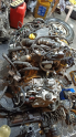 Oto Çıkma Parça / Renault / Megane / Motor / Motor (komple) / Çıkma Parça 