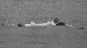 Oto Çıkma Parça / Renault / Fluence / Direksiyon / Direksiyon Kutusu / Çıkma Parça 