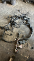 Citröen C elize 1.6 dizel motor tesisatı