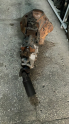 Oto Çıkma Parça / Bmc / Levend / Şanzıman / Şanzıman Komple / Çıkma Parça 