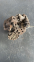 8200170377 160686 RENAULT MASTER 2.2 2.5 LAGUNA MAZOT POMPASI