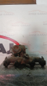 Oto Çıkma Parça / Audi / A3 / Motor / Turbo / Çıkma Parça 