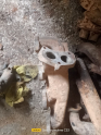 Oto Çıkma Parça / Ford / Taunus / Egzoz / Egzoz Manifoldu / Çıkma Parça 
