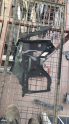 ford focus 5 sag arka stop sacı sefalılar oto cıkma