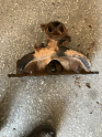 Oto Çıkma Parça / Renault / R 11 / Egzoz / Egzoz Manifoldu / Çıkma Parça 