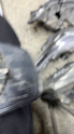 Oto Çıkma Parça / Renault / Fluence / Ayna / Ayna Camı / Çıkma Parça 