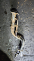Oto Çıkma Parça / Tata / Telcoline / Motor / Turbo Hortumu / Çıkma Parça 