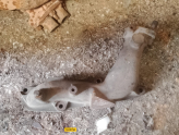Oto Çıkma Parça / Jaguar / Daimler / Egzoz / Egzoz Manifoldu / Çıkma Parça 