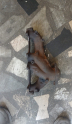 Peugeot 205 405 306 1 9 1 8 egzoz manifoldu Dkn