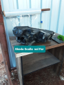 Oto Çıkma Parça / Skoda / Scala / Far & Stop / Sol Ön Far / Çıkma Parça 