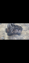 Oto Çıkma Parça / Nissan / Primera / Motor / Blok / Çıkma Parça 
