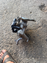 Oto Çıkma Parça / Ford / Focus / Motor / EGR / Çıkma Parça 