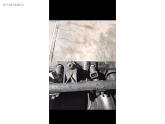 Oto Çıkma Parça / Renault / Kangoo / Motor / Emme Manifoldu / Çıkma Parça 