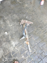 Oto Çıkma Parça / Mazda / 323 / Direksiyon / Direksiyon Mili / Çıkma Parça 