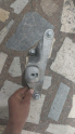 2015 model focus 1.5 otomotik motor kulagi