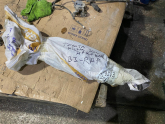 Oto Çıkma Parça / Toyota / Hilux / Kaporta & Karoser / Kapı Fitili / Çıkma Parça 