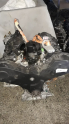 Oto Çıkma Parça / Land Rover / Range Rover / Motor / Motor (komple) / Çıkma Parça 