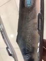 Oto Çıkma Parça / Mercedes / S Serisi / Tampon / Ön Tampon / Çıkma Parça 