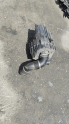 FİAT DUCATO HAVA FİLTRE KUTUSU OTO FEDAİ